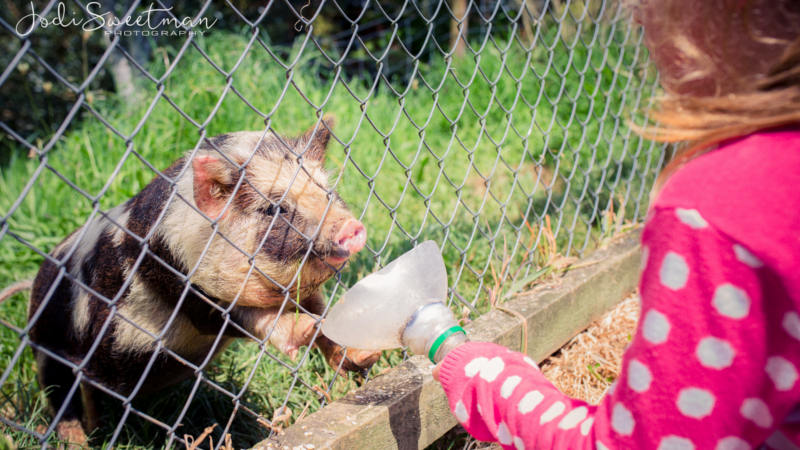 Get a unique working farm experience that the entire family will love as you visit the beautiful Bullswool Farm Park!